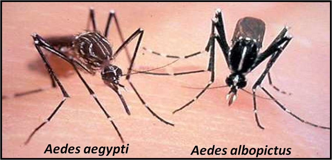 Mosquito de la especie Aedes